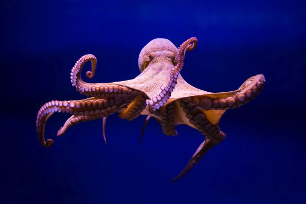 Kraken dark net