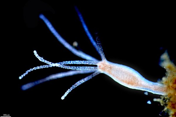 Kraken darknet market ссылка