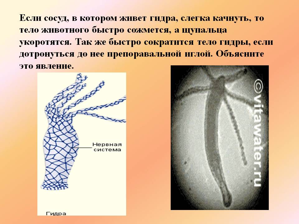 Кракен вход kr2web in